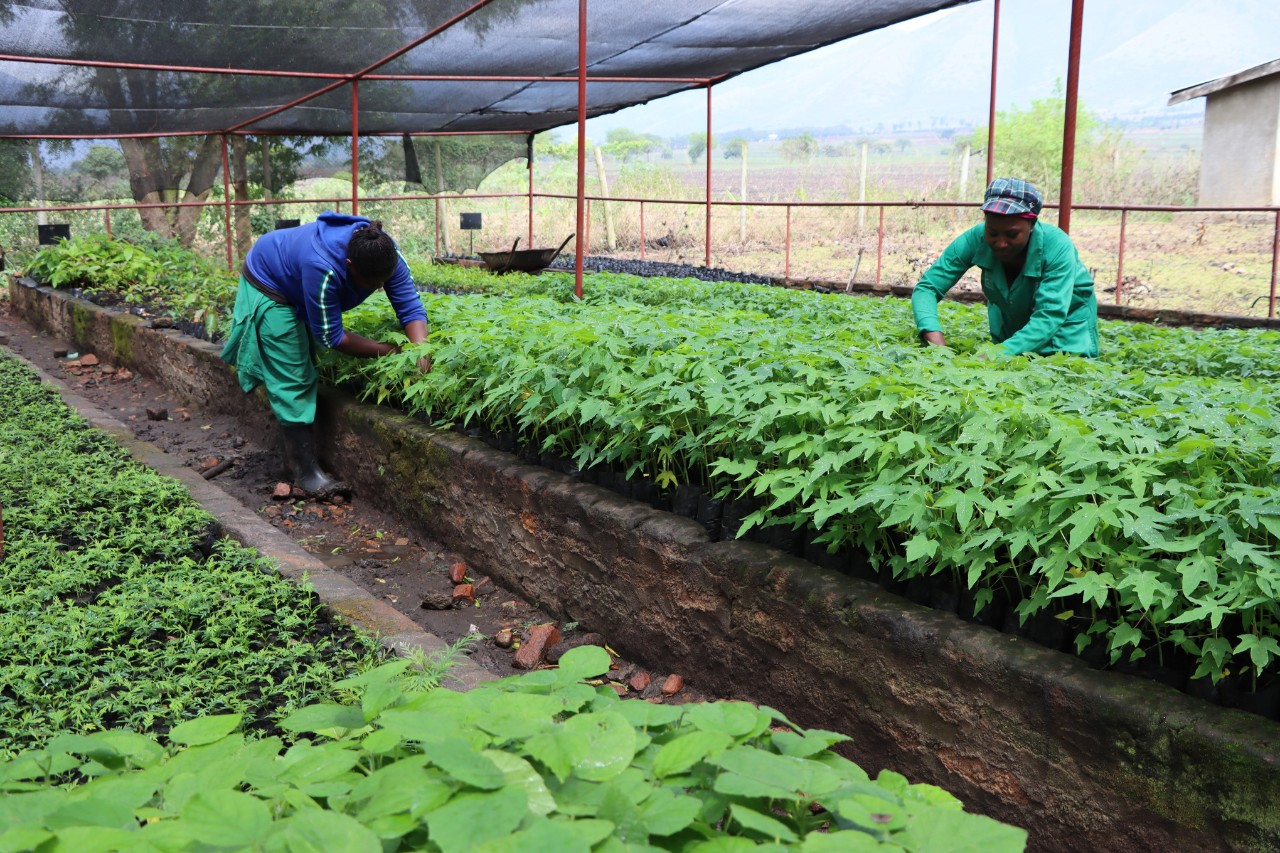 Cultivo de mudas em viveiro 