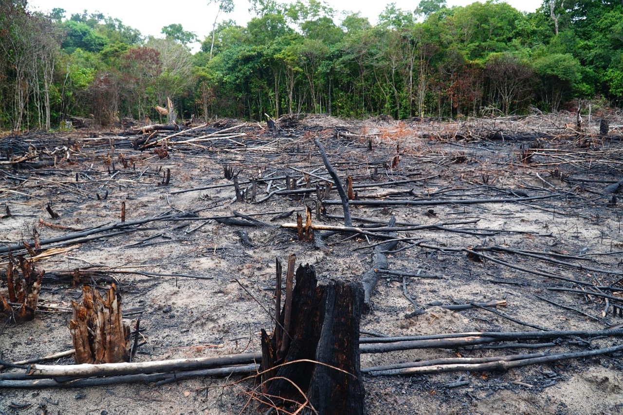 A derrubada e a queimada de árvores e a extração ilegal de madeira destroem a floresta tropical
